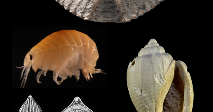 WoRMS Philanthropy Grants 2024