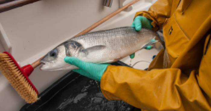 The pursuit of seabass and its conservation: electronic tagging The pursuit of seabass and its conservation: electronic tagging