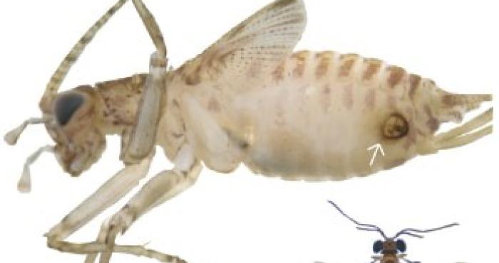 World Strepsiptera Database launched! World Strepsiptera Database launched!