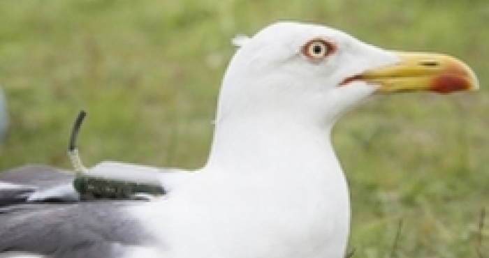 Nutritional Stress Causes Heterogeneous Relationships with Multi-Trait FA in Lesser Black-Backed Gull Chicks