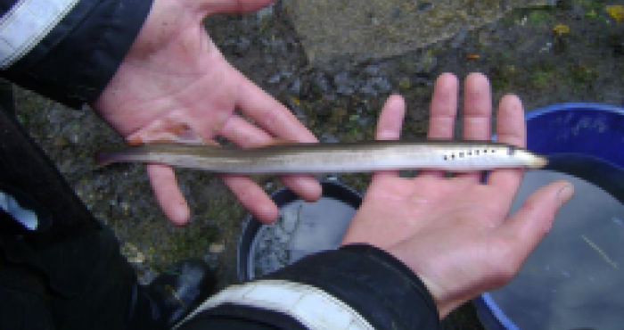 Heading south or north: novel insights on European silver eel Anguilla anguilla migration in the North Sea Heading south or north: novel insights on European silver eel Anguilla anguilla migration in the North Sea