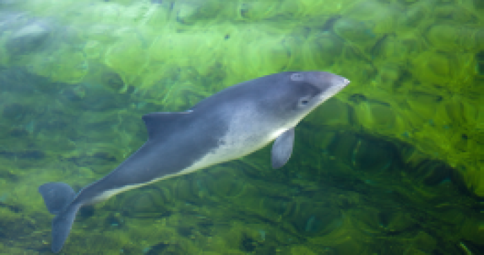 New in the Belgian LifeWatch Marine Observatory: Cetacean Passive Acoustic Network New in the Belgian LifeWatch Marine Observatory: Cetacean Passive Acoustic Network