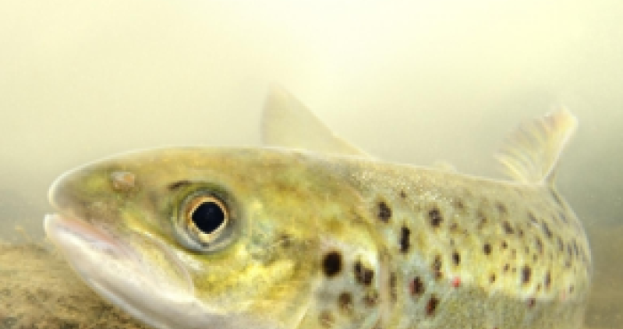 The migratory fish need our help! The migratory fish need our help!