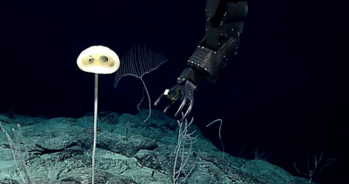 WoRMS press release: Ten remarkable new marine species from 2020 WoRMS press release: Ten remarkable new marine species from 2020