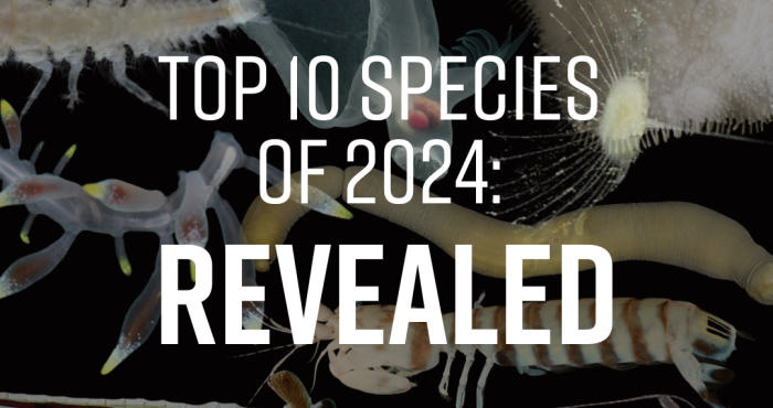 WoRMS press release: Ten remarkable new marine species from 2024 WoRMS press release: Ten remarkable new marine species from 2024