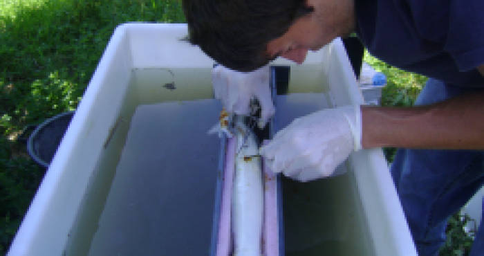 Novel insights on European eel inferred from acoustic telemetry Novel insights on European eel inferred from acoustic telemetry