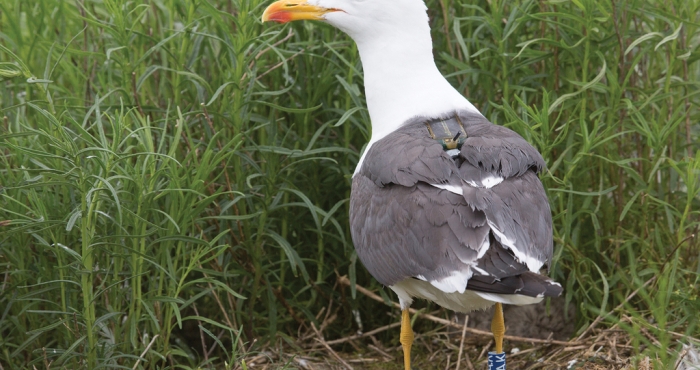New LifeWatch data paper published! New LifeWatch data paper published!