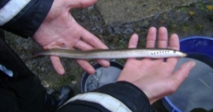 PRESS RELEASE - Critically endangered eels arrive in our Flemish rivers after a 6000 kilometer migration PRESS RELEASE - Critically endangered eels arrive in our Flemish rivers after a 6000 kilometer migration