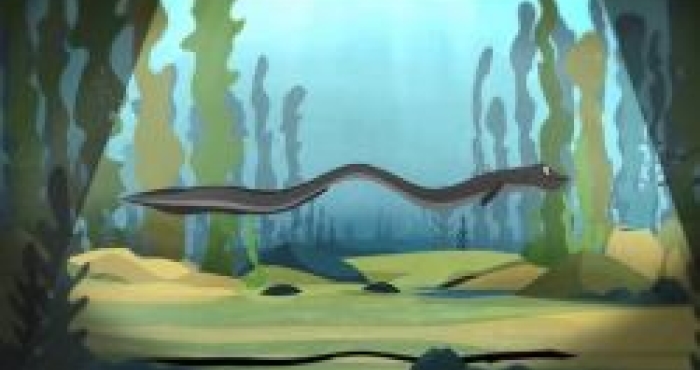 Downloading tidal data to understand the behaviour of a migrating eel Downloading tidal data to understand the behaviour of a migrating eel