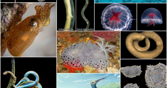 WoRMS press release: Ten remarkable new marine species from 2023 WoRMS press release: Ten remarkable new marine species from 2023