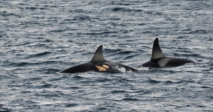 LifeWatch collaborates with all-women expedition studying orcas and whales above the Arctic circle LifeWatch collaborates with all-women expedition studying orcas and whales above the Arctic circle