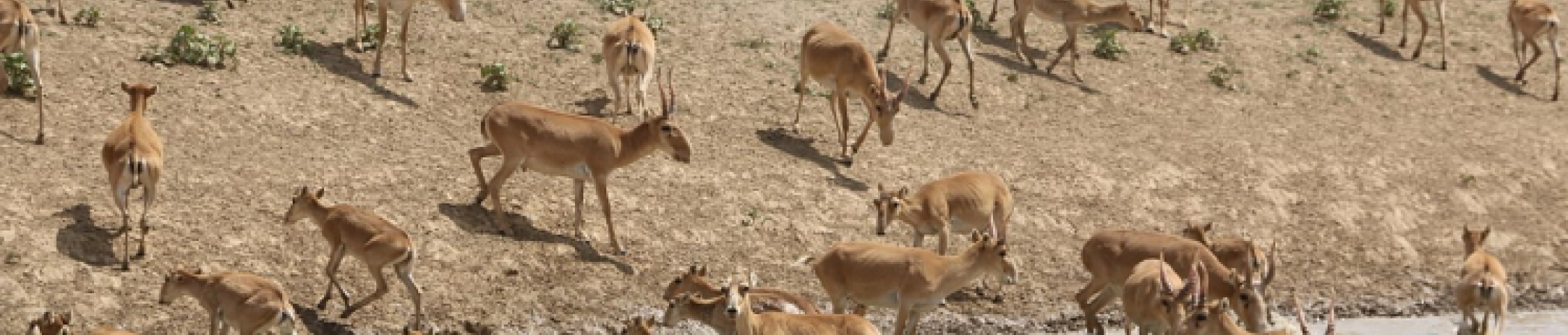 saiga west kazakhstan