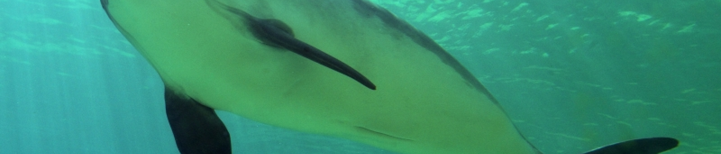 Porpoise