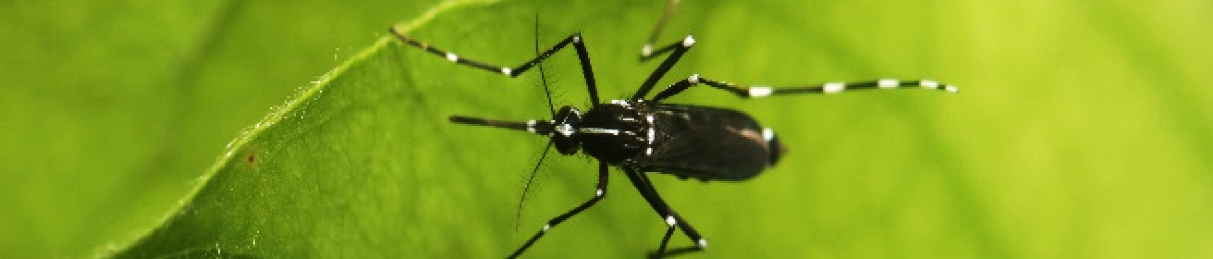 mosquito