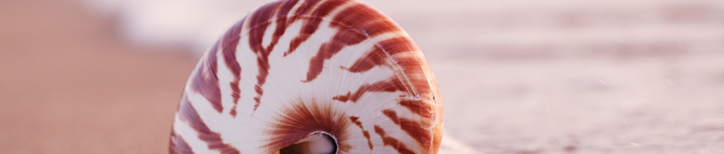 shell pattern