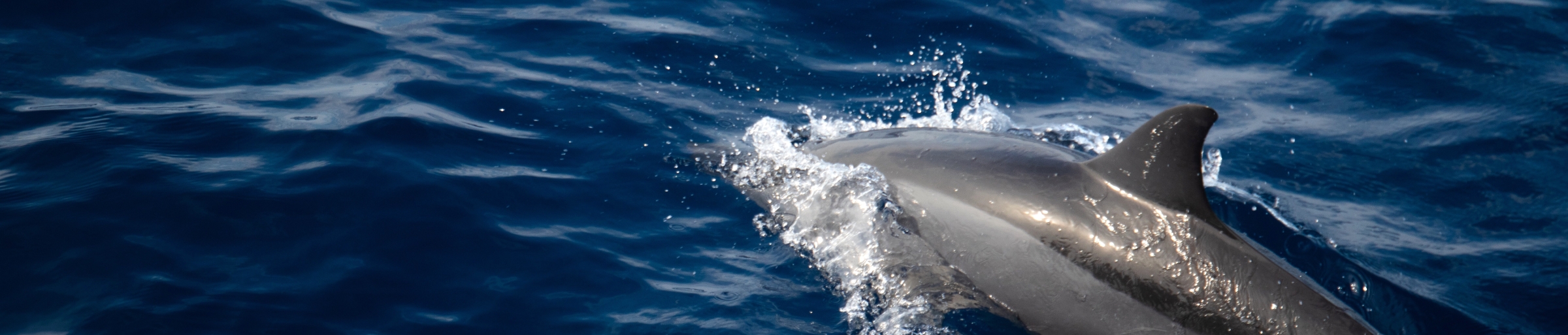 dolphin