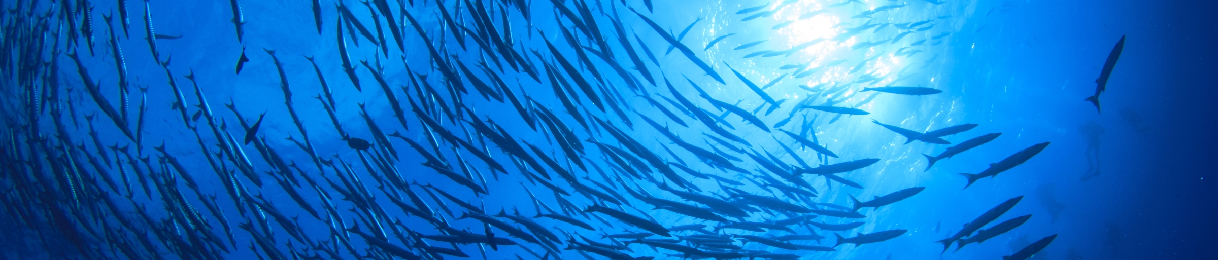 school of fish