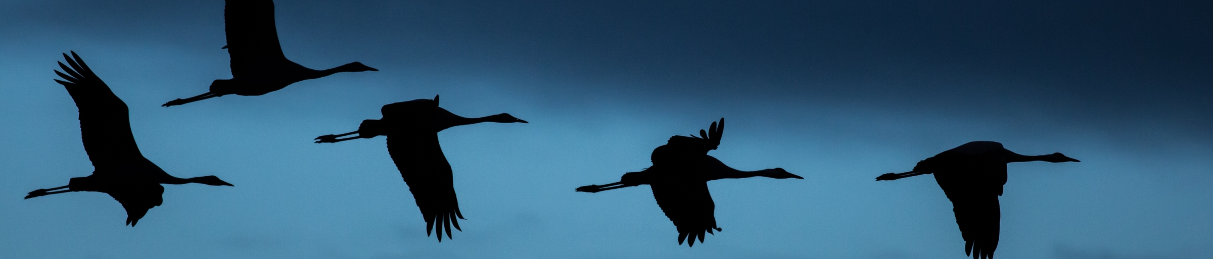 birds