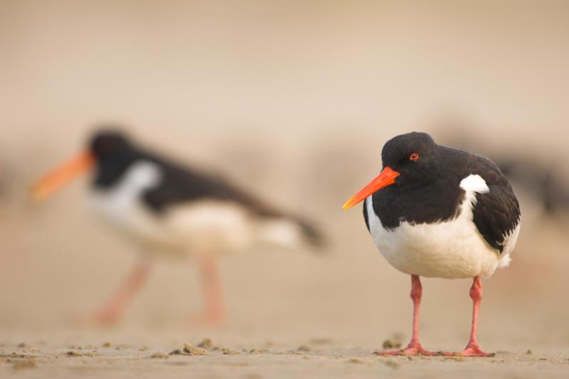 Vilda_15600_Scholeksters_op_het_strand_Yves_Adams_800_px_66613.jpg 