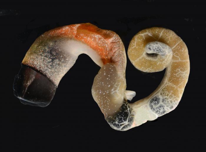 thylacodes-vandyensis