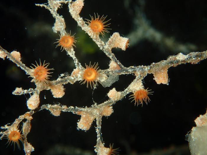 colony-of-open-polyps