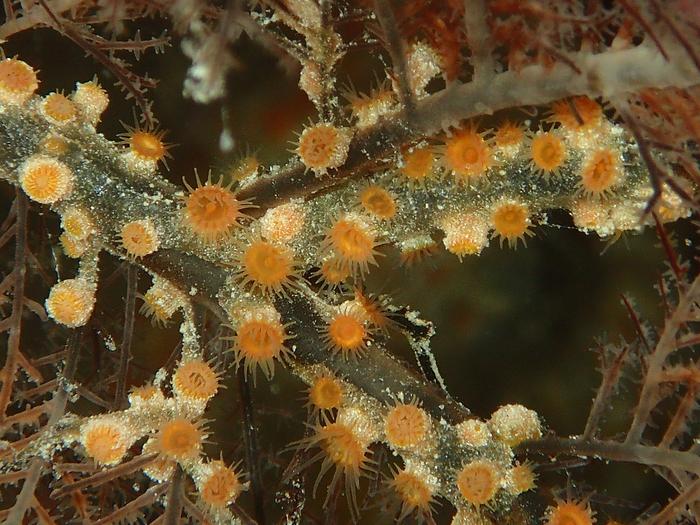 colony-of-open-polyps
