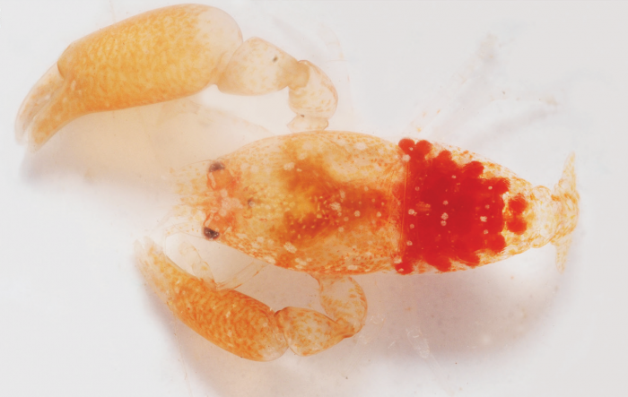 odontonia-bagginsi