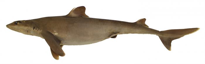 squalus-hawaiiensis