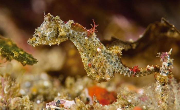 hippocampus-japapigu