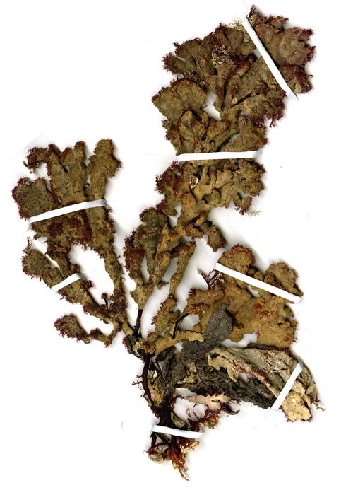 ptilophora-spongiophila