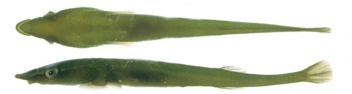 barryichthys-algicola