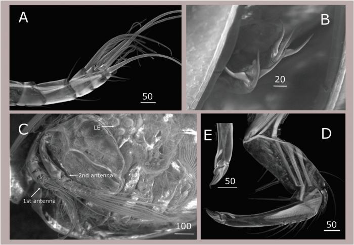 maristella-chicoi---the-star-of-the-sea-seed-shrimp