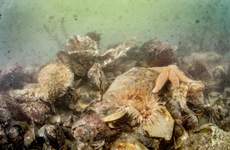 Vilda_161353_Oesterbank_met_Gewone_of_Platte_oester_Rollin_Verlinde_800_px_66659