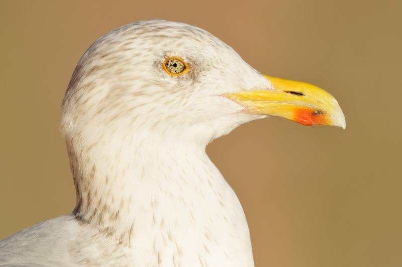 2. Vilda_42362_Zilvermeeuw_Yves_Adams_800_px_66606.jpg 