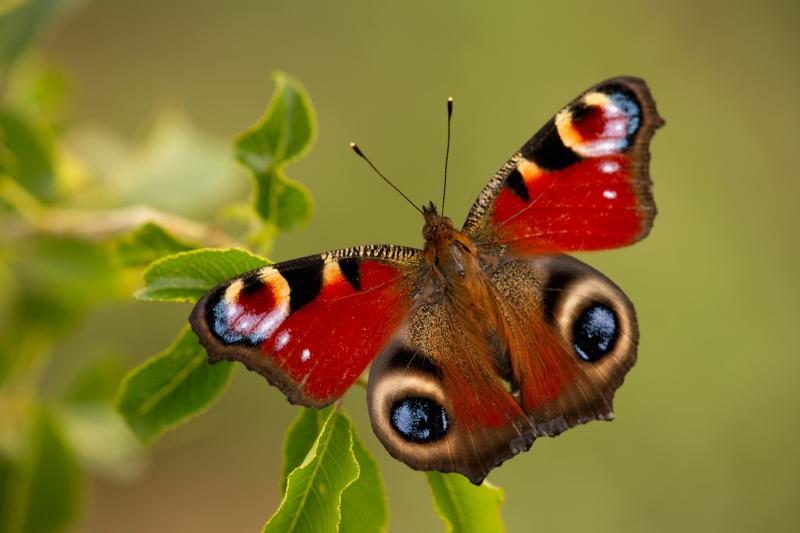 2. Vilda_67519_Dagpauwoog_Jeroen_Mentens_800_px_66651.jpg