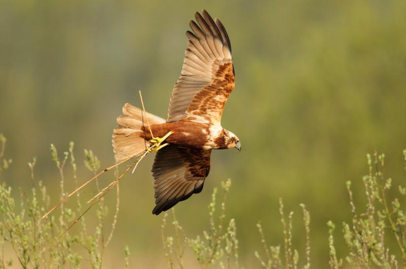 3. Vilda_57003_Bruine_kiekendief_Yves_Adams_800_px_66611.jpg