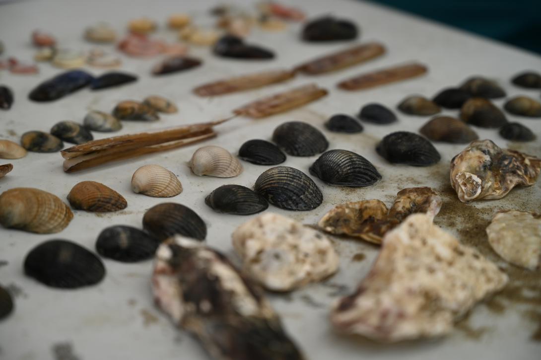 shells