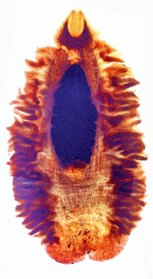 Gyrocotyle