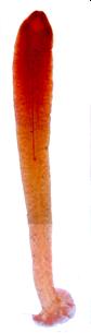 Gyrocotyle haffii.png