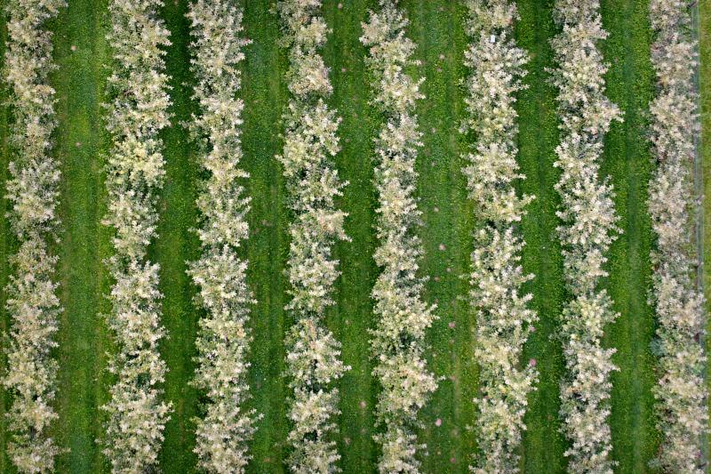 softwarepackages_Vilda_53671_Fruitbomen_Jeroen_Mentens_800_px_66551.jpg