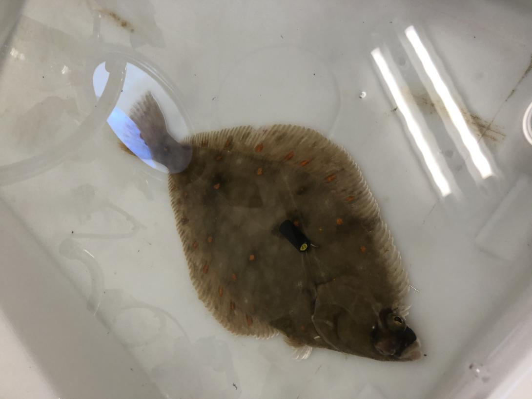 fish