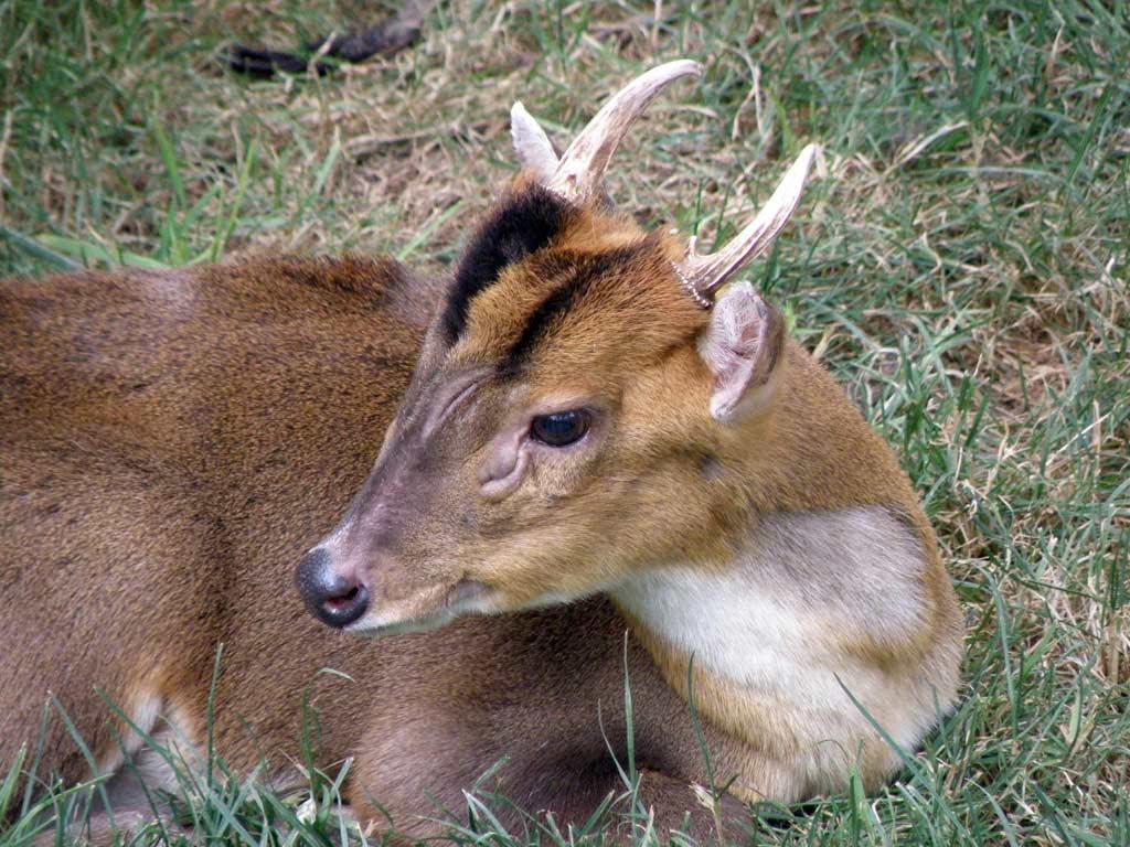muntjac 
