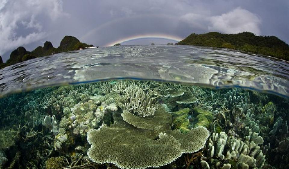 coral reef