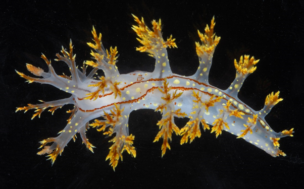 Dendronotus