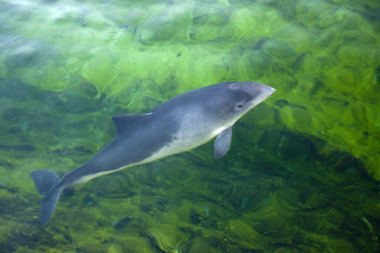 porpoise
