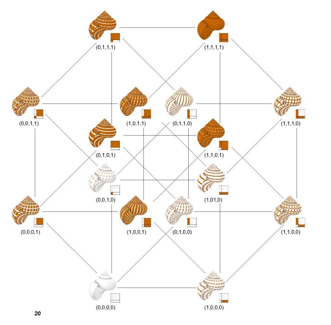 methodology shells