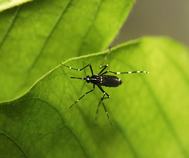 mosquito