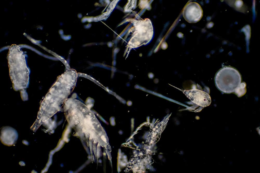plankton