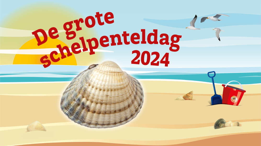 Big Seashell Survey